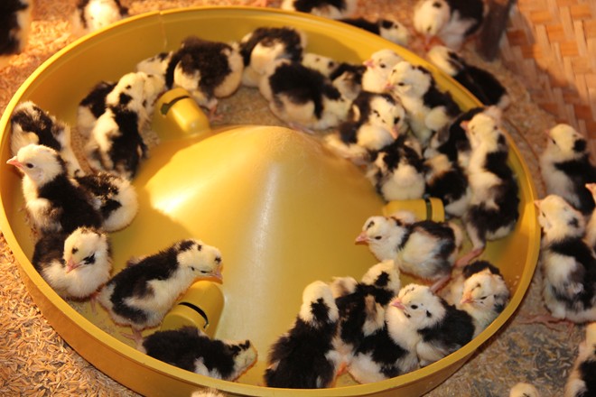 gà quý phi giống