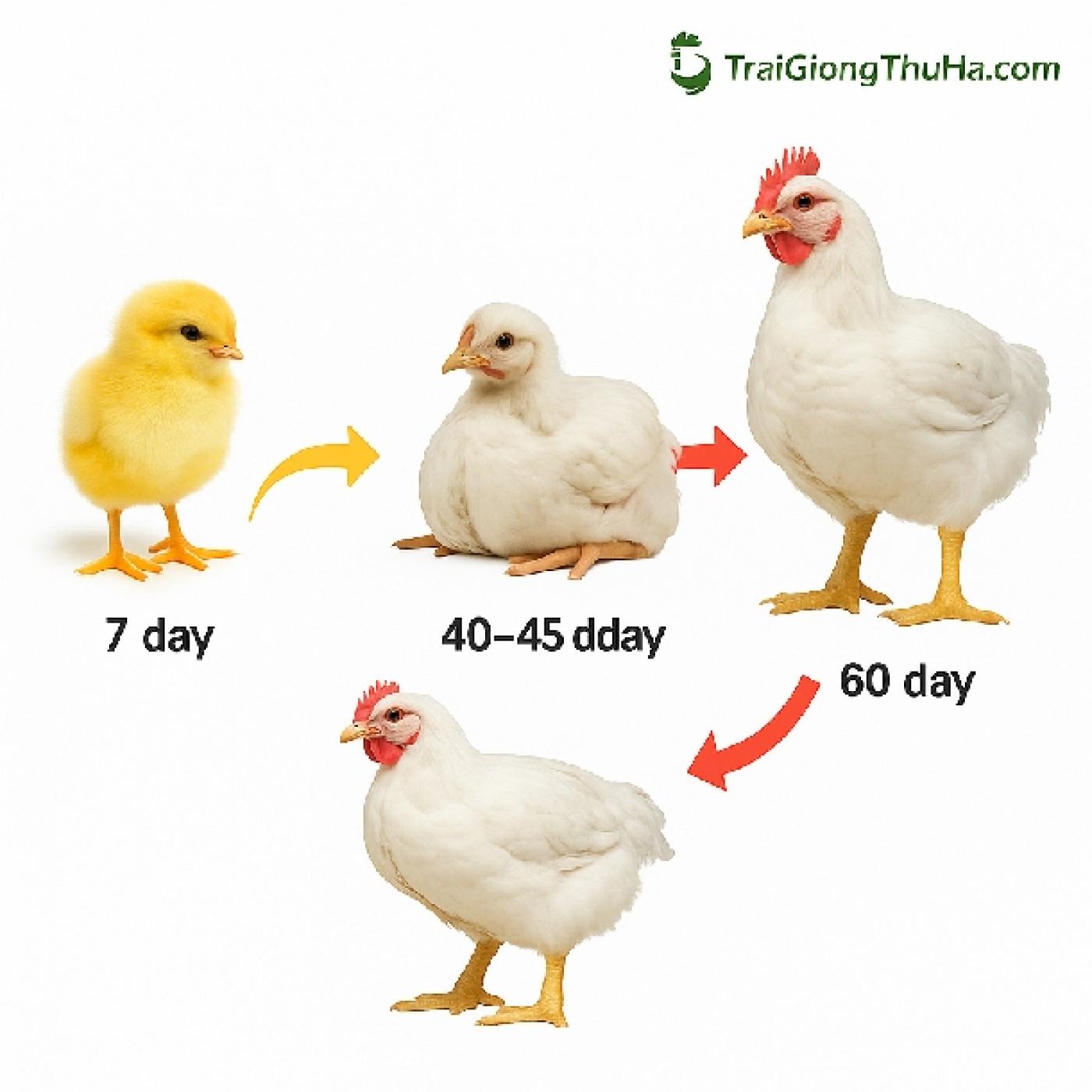 Gà Mỹ Trắng Công Nghiệp Nuôi Bao Lâu Xuất Chuồng? Phân Tích Lãi Lỗ Từng Giai Đoạn