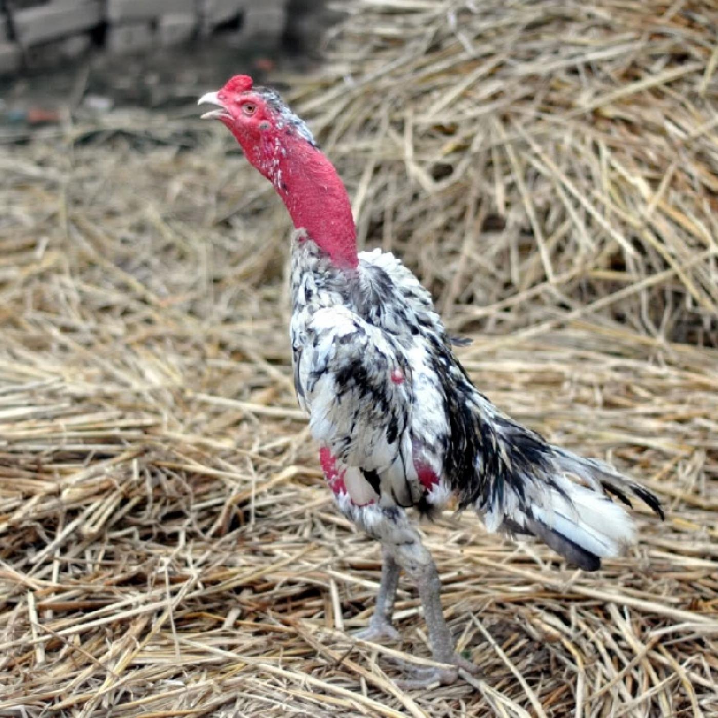 Chọn gà nòi qua sắc lông