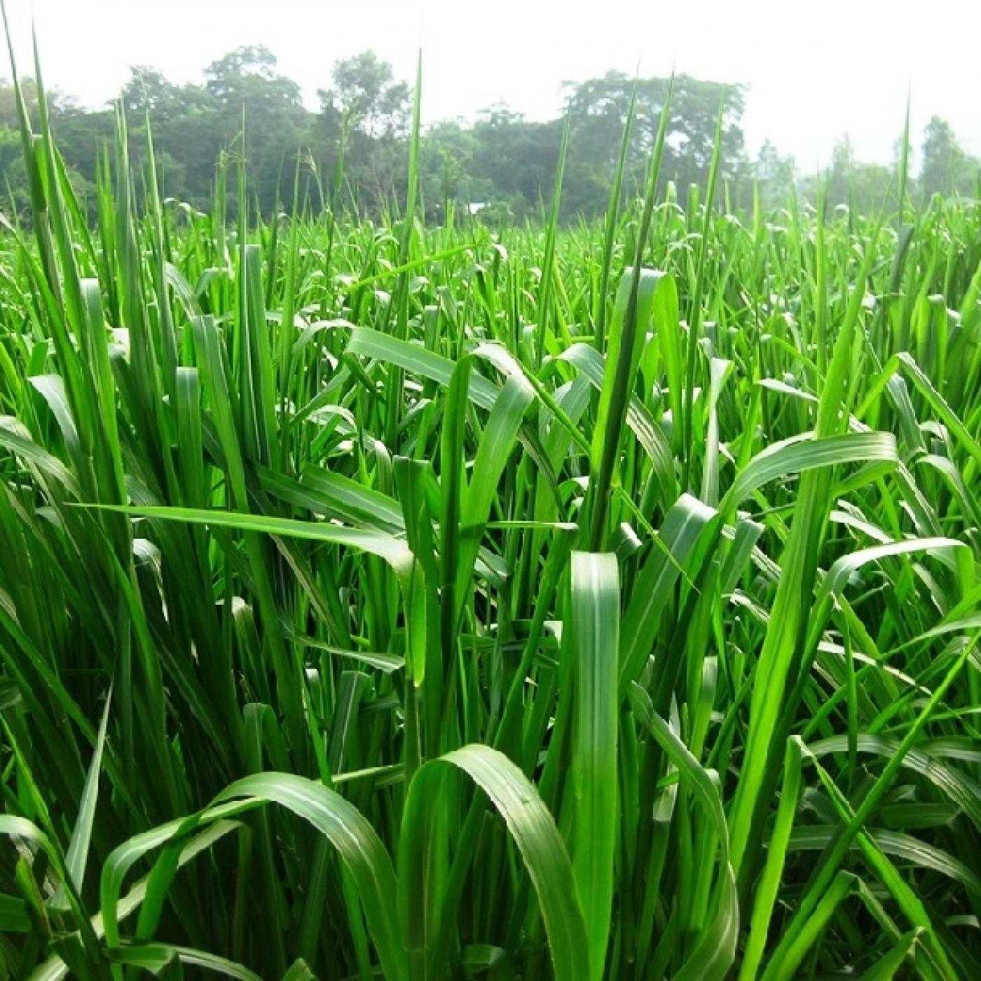 Kỹ thuật trồng một số loại cây làm thức ăn cho gia súc