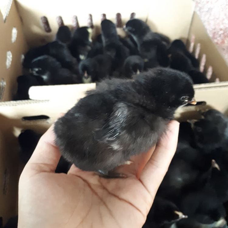 Gà lai chọi đen con