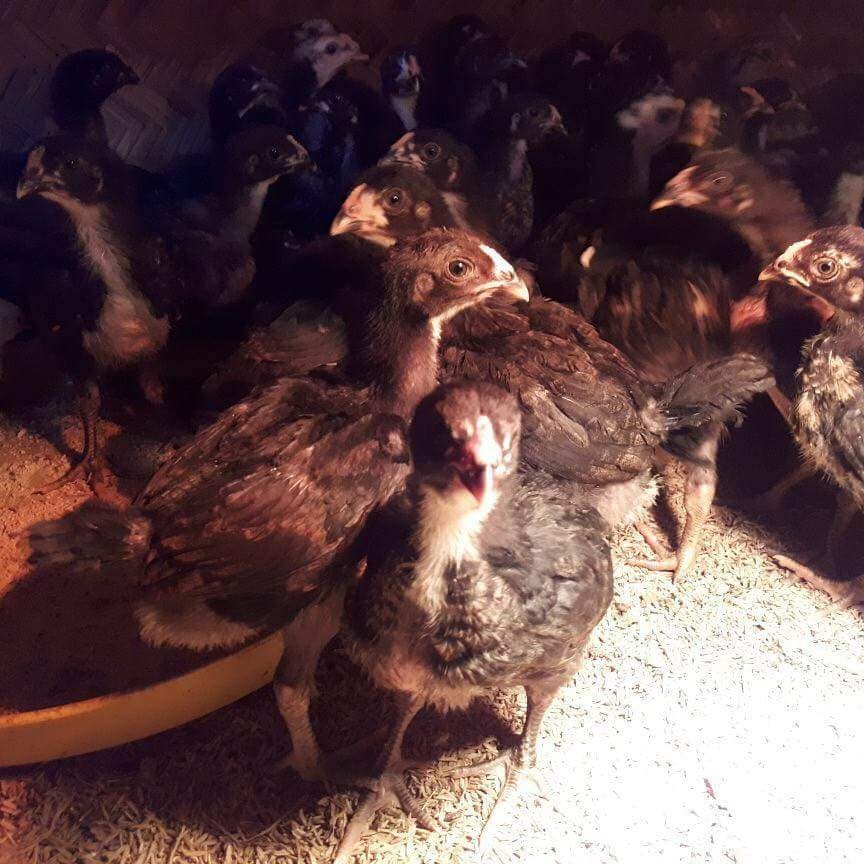 Gà lai chọi đen 1 tháng tuổi