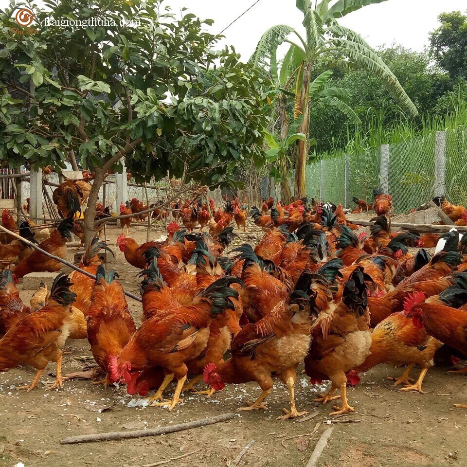 Gà ri lai 1/2 bố mẹ