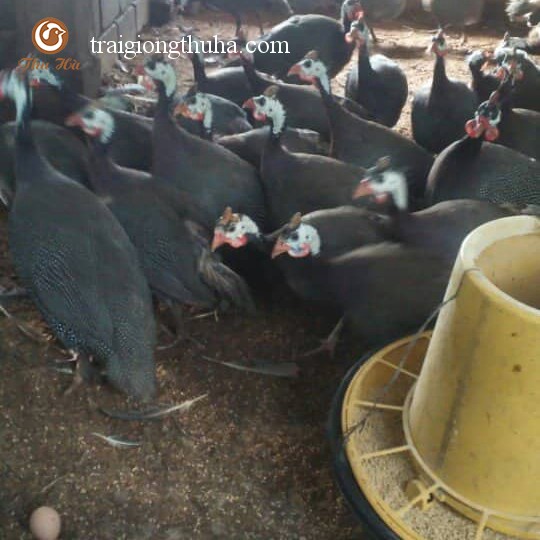 Gà sao trưởng thành