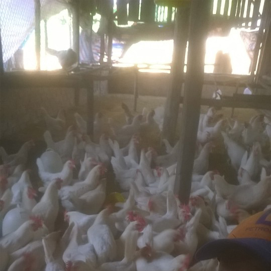 Gà ai cập lông trứng trưởng thành