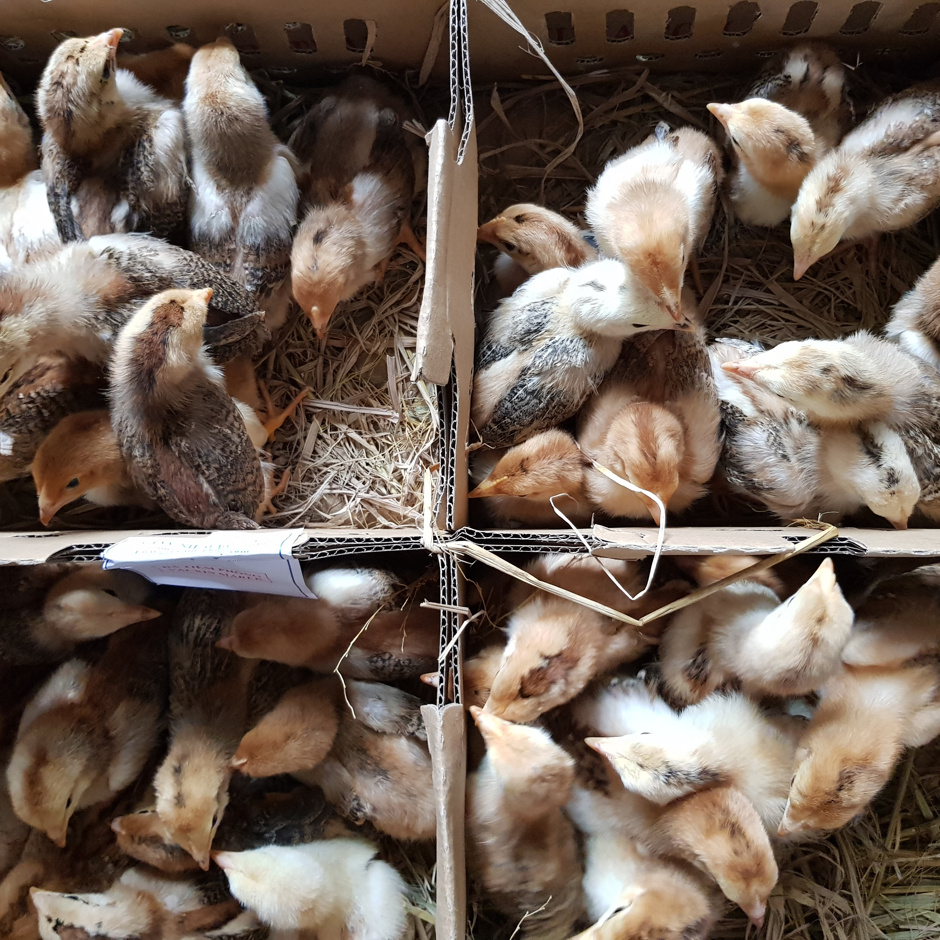 Gà hồ lai 1 ngày tuổi