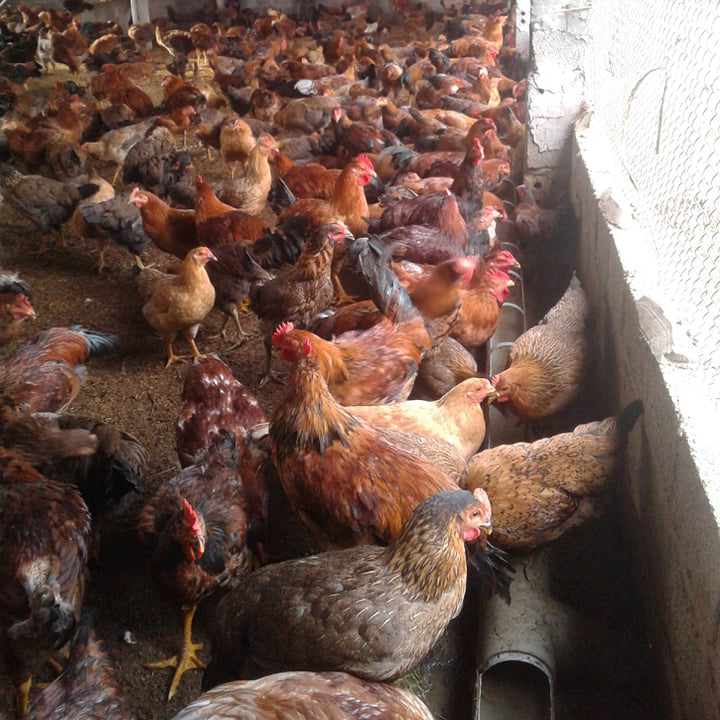 Gà lai chọi tía bố mẹ