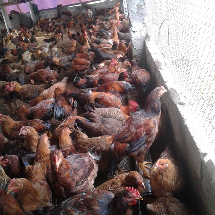 Gà lai chọi sọc hậu bị