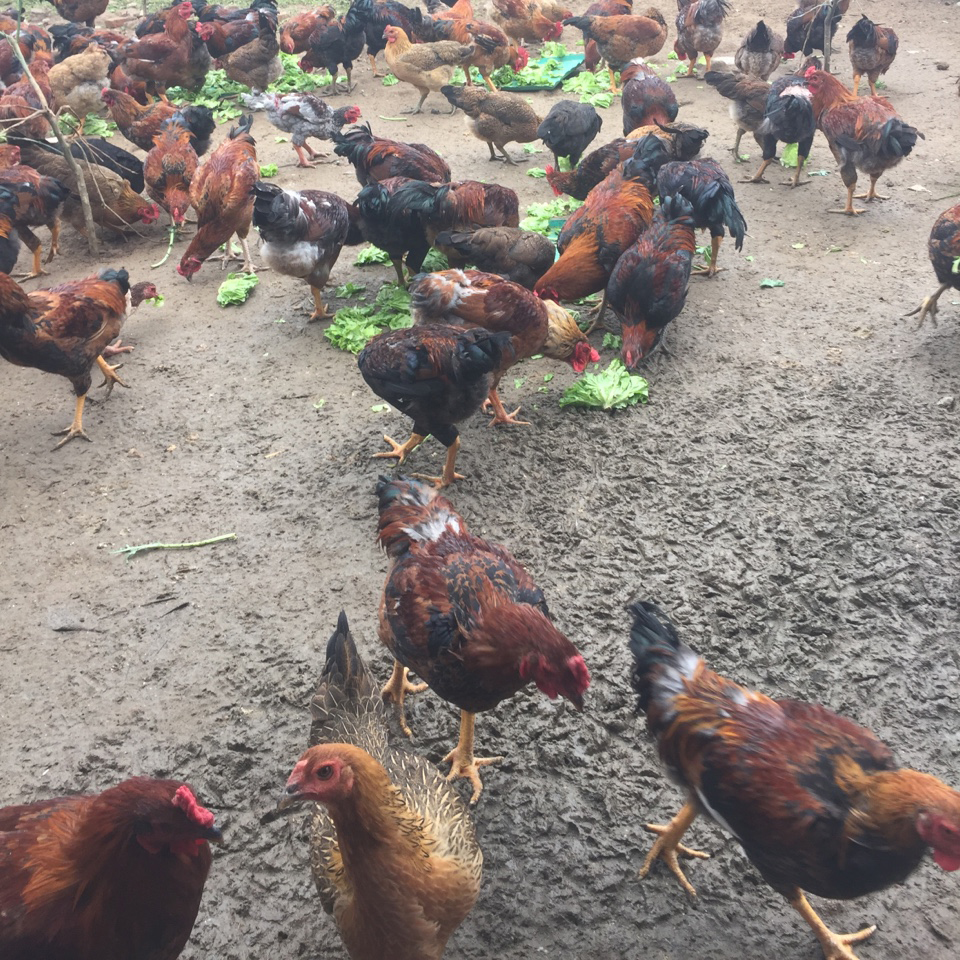 Gà lai chọi sọc hậu bị