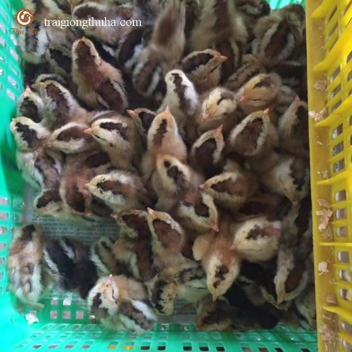 Gà lông màu vbt giống