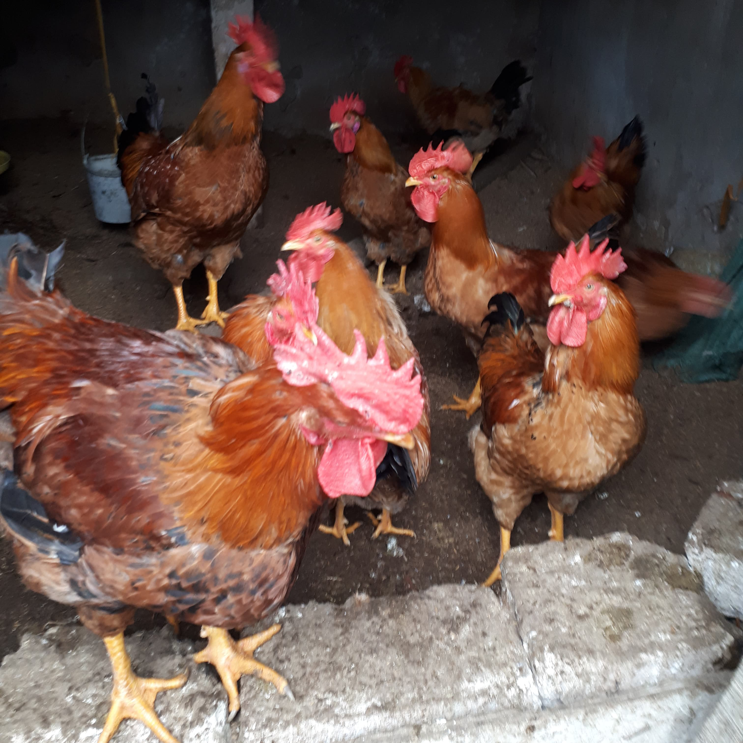 Gà lương phượng trống