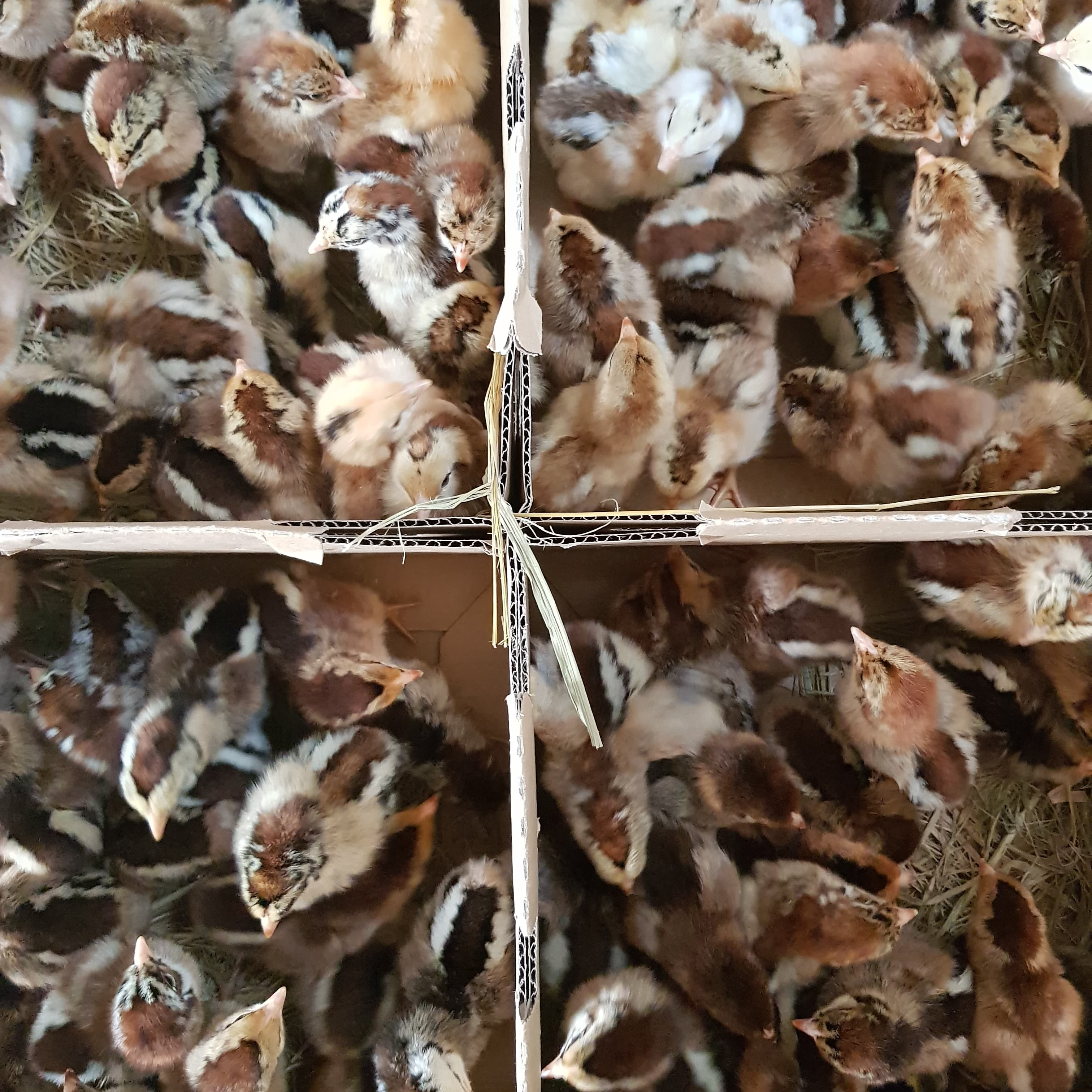 Gà lương phượng giống