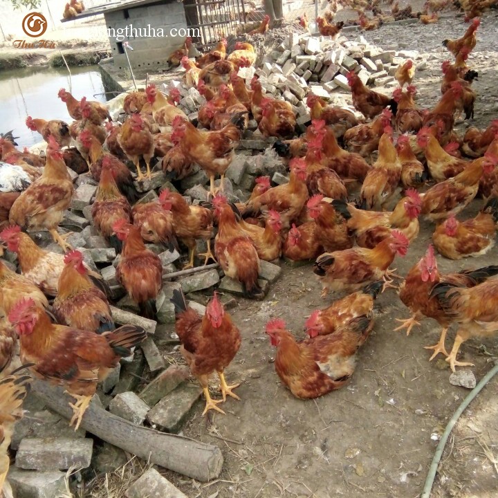 gà ri lai 1/2 hậu bị