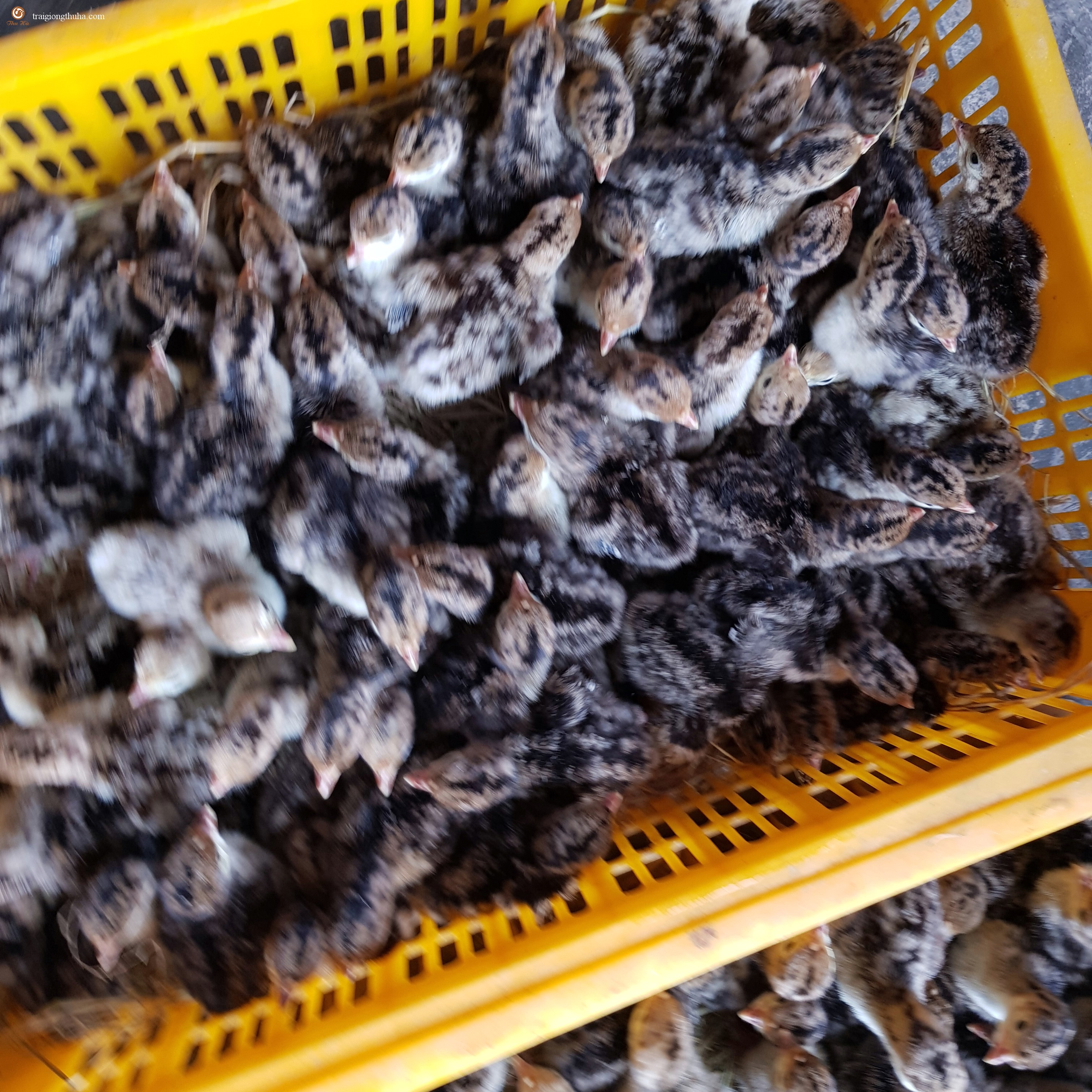 Gà tây bóc trứng