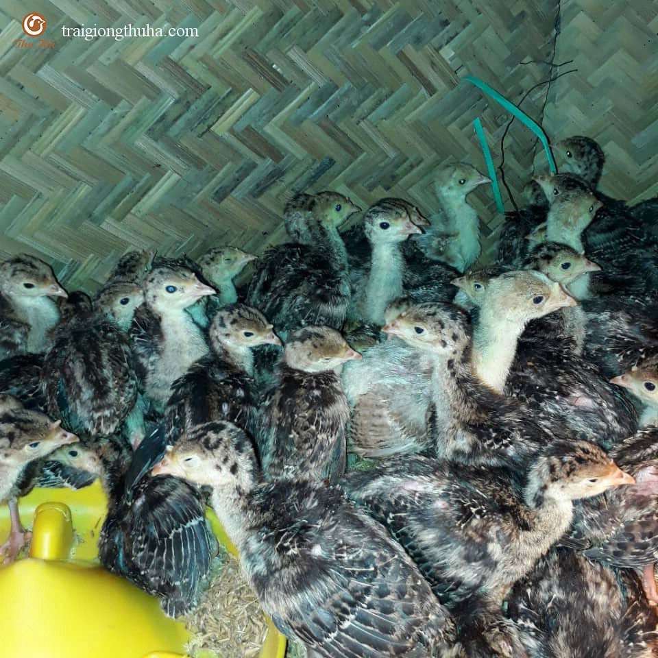 Gà tây 7 ngày tuổi