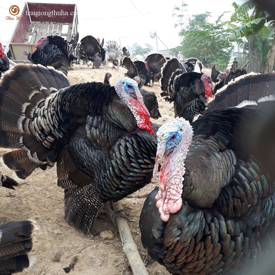 Gà tây trống trưởng thành