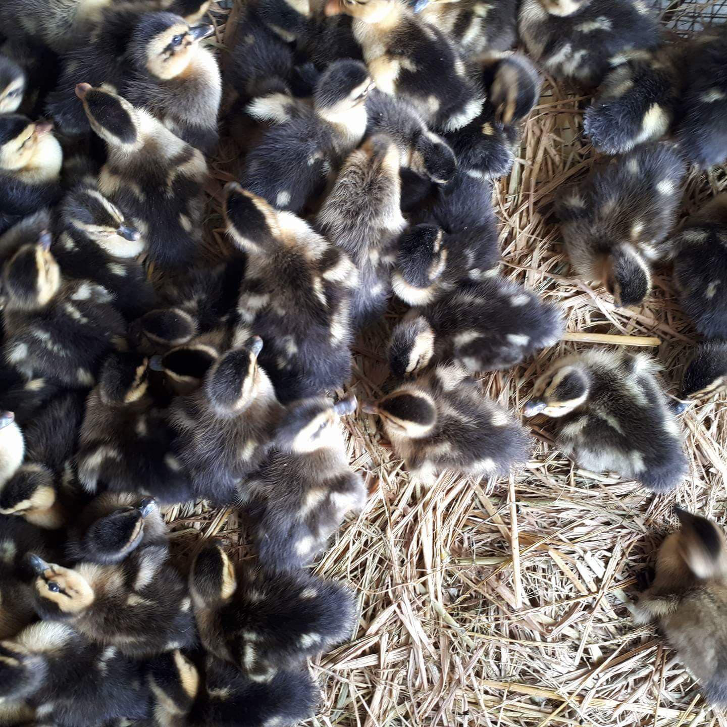 Vịt trời giống