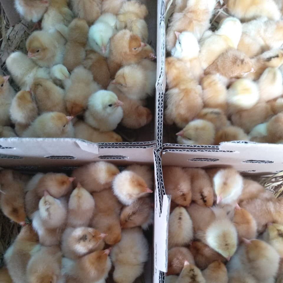 Gà ri 3/4 bóc trứng