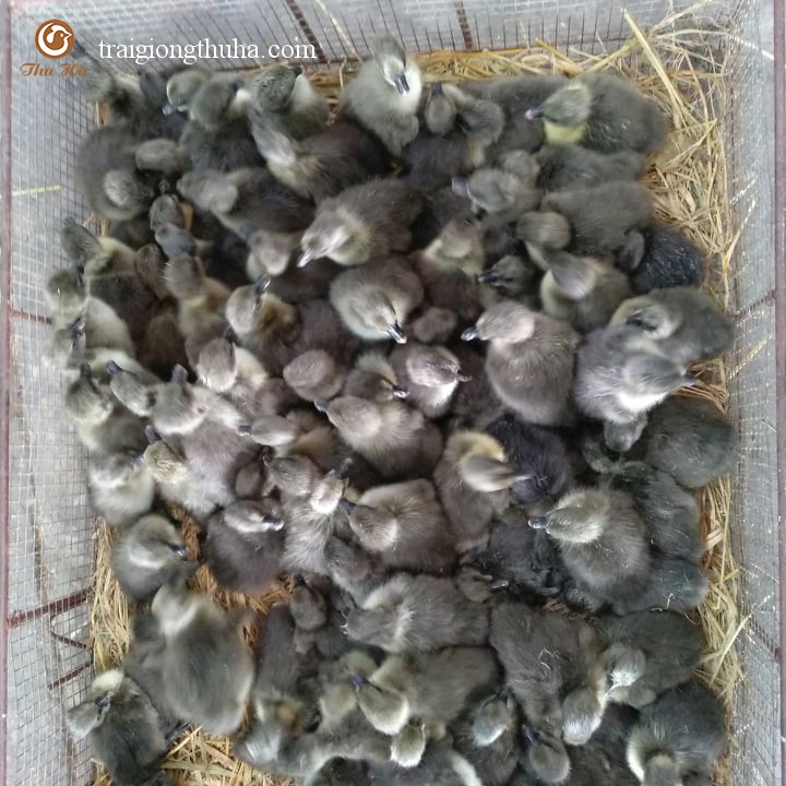 Ngỗng sư tử giống