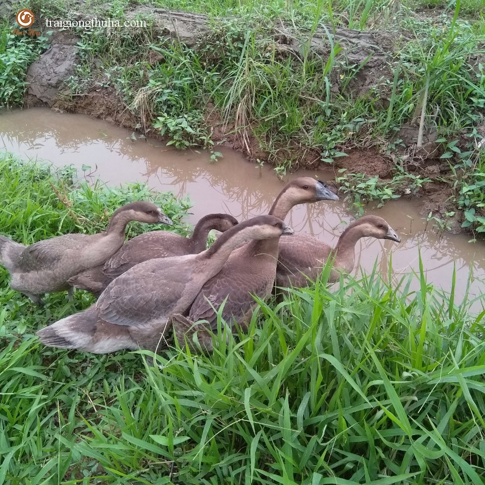 Ngỗng sư tử thương phẩm