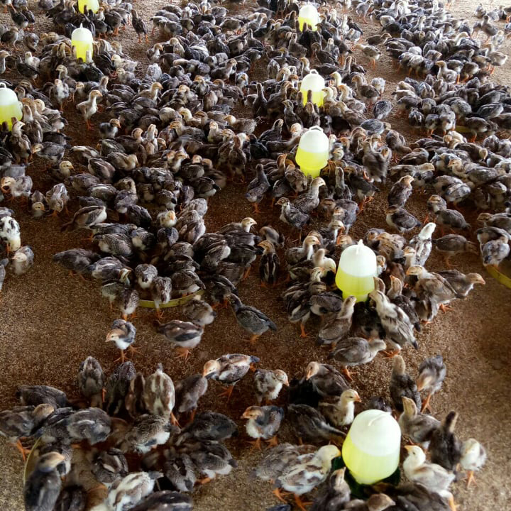 Gà Phùng Giàu Sơn con