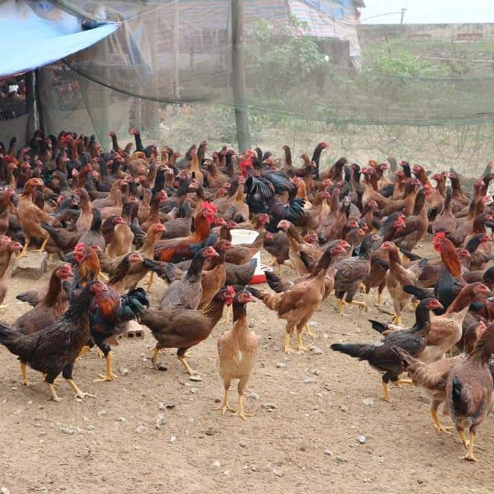 Gà Phùng Giàu Sơn trưởng thành