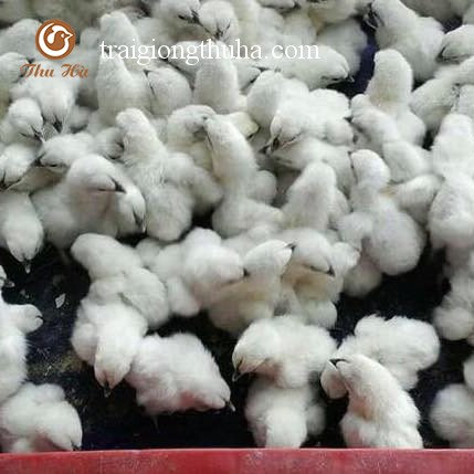 Gà ác thuần chủng bóc trứng