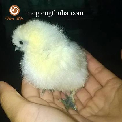 Gà ác giống thuần chủng