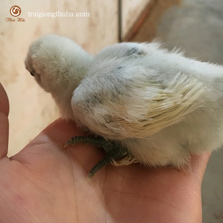 Gà ác con thuần chủng