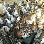 Kỹ thuật chăn nuôi gà ai cập
