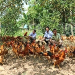 Hướng dẫn cách tính chi phí nuôi gà thả vườn 1000 con