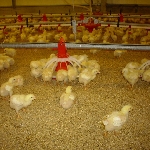 Mô hình chăn nuôi gà ta đạt hiệu quả cao