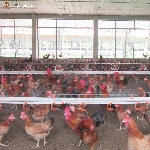 Mô hình nuôi gà ri công nghiệp