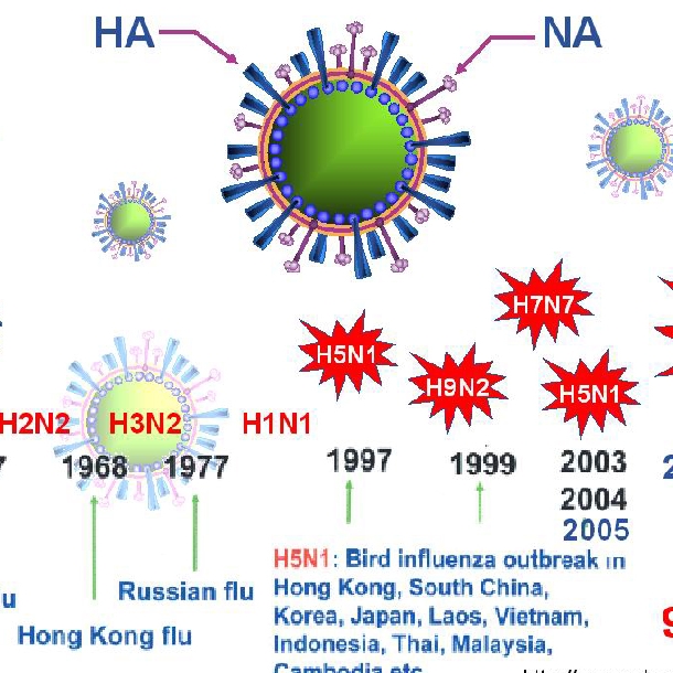 Tổng quan về virus cúm A/H5N1: vấn đề dịch tễ học, tiến hóa, hình thành genotype và tương đồng kháng nguyên-miễn dịch-vaccine