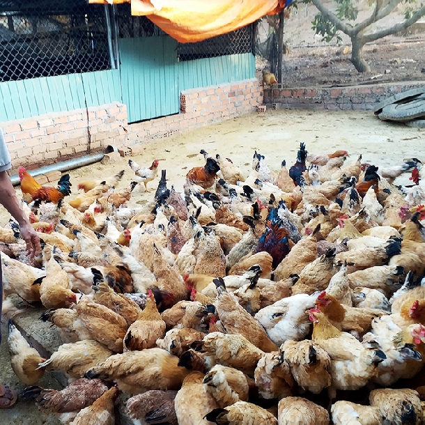 Thức ăn chăn nuôi gà sinh sản hướng thịt 