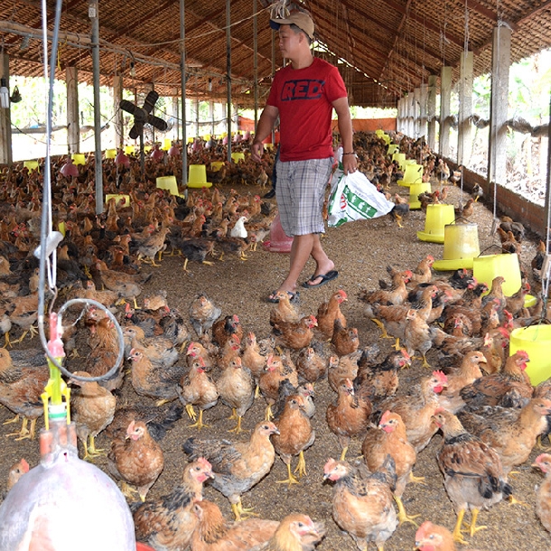 Mô hình chăn nuôi gà bán công nghiệp trên đệm lót sinh học