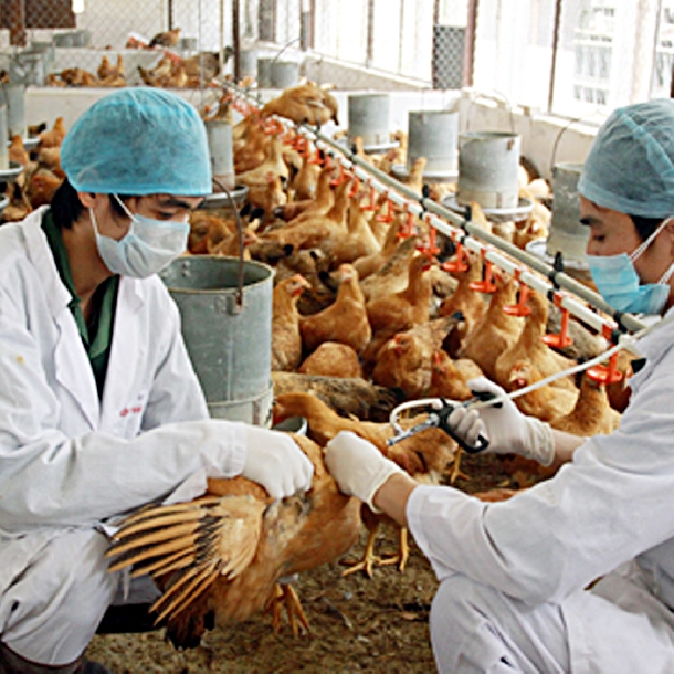 Quy trình phòng bệnh bằng thuốc và vaccin cho gà ( theo ngày tuổi)