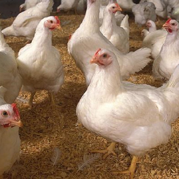 Dinh dưỡng Protein cho gà thịt công nghiệp