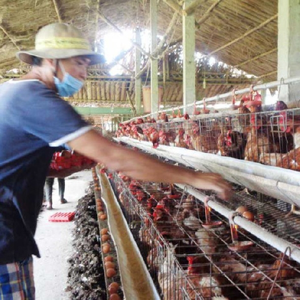 Hạch toán kinh tế trại chăn nuôi gà đẻ 10.000 con