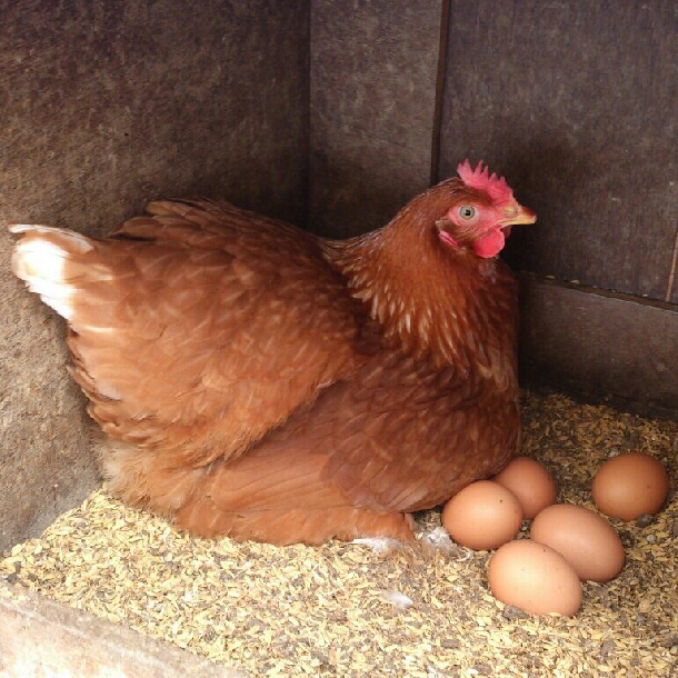 Hội trứng gà giảm đẻ và biện pháp năng cao tỷ lệ đẻ và chất lượng trứng gà